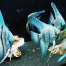 Blauer Skalar, Pterophyllum scalare